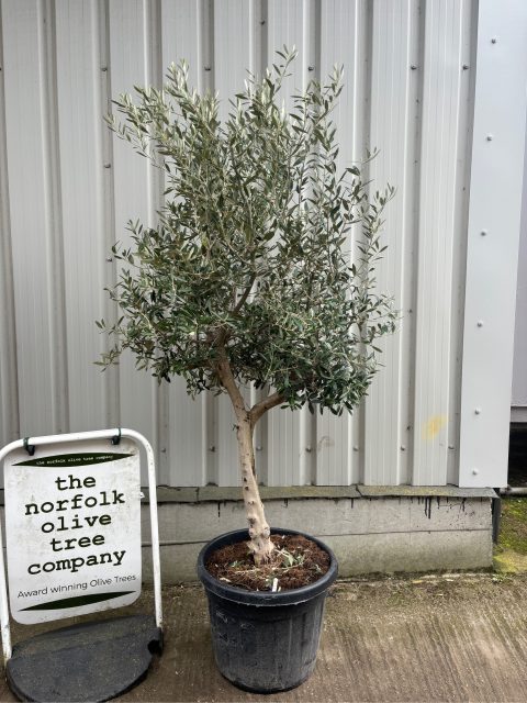 Olive tree in pot