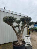 IMG_0791 Cloud-Pruned Olive Tree
