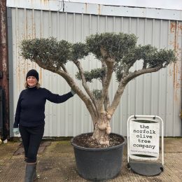 Cloud-Pruned Olive Tree
