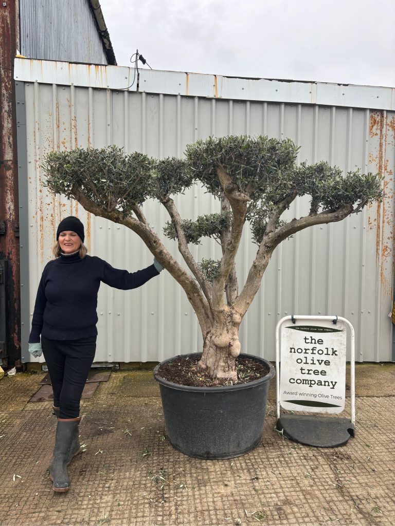 Cloud-Pruned Olive Tree