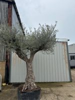IMG_0802 Gnarled Olive Tree