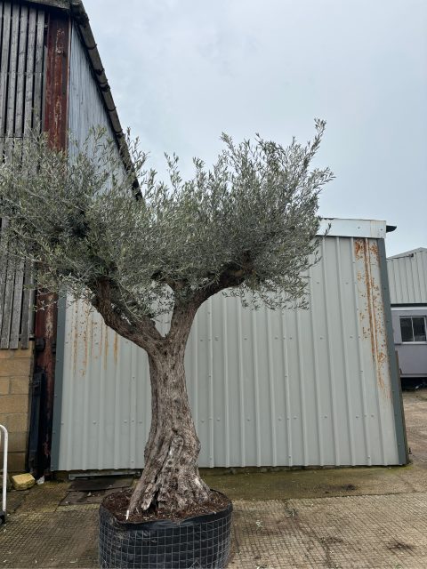 Gnarled Olive Tree