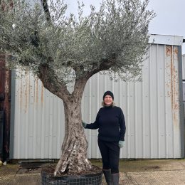 Gnarled Ancient Olive Tree for Sale in the UK (100+ Years Old)