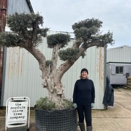 Ancient Cloud Pruned Olive Tree – 2.7m Sculptural Specimen