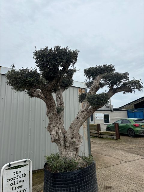 Ancient Cloud Pruned Olive Tree