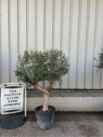 IMG_0826 Arbequina Olive tree