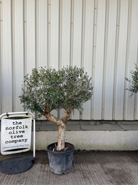 Arbequina Olive tree