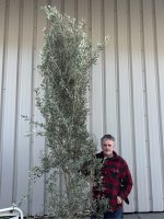 Tall Olive Tree for Screening