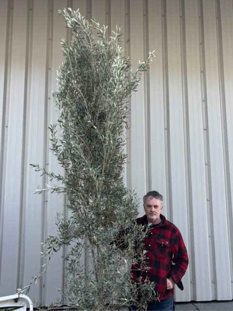 Tall Olive Tree for Screening