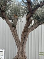 Gnarled Olive Tree