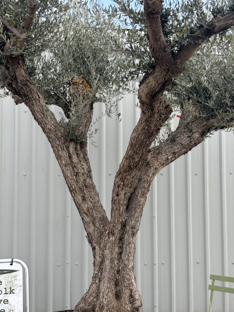 Gnarled Olive Tree