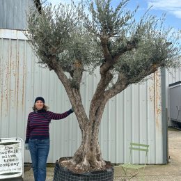 Gnarled Ancient Olive Tree for Sale in the UK (100+ Years Old)