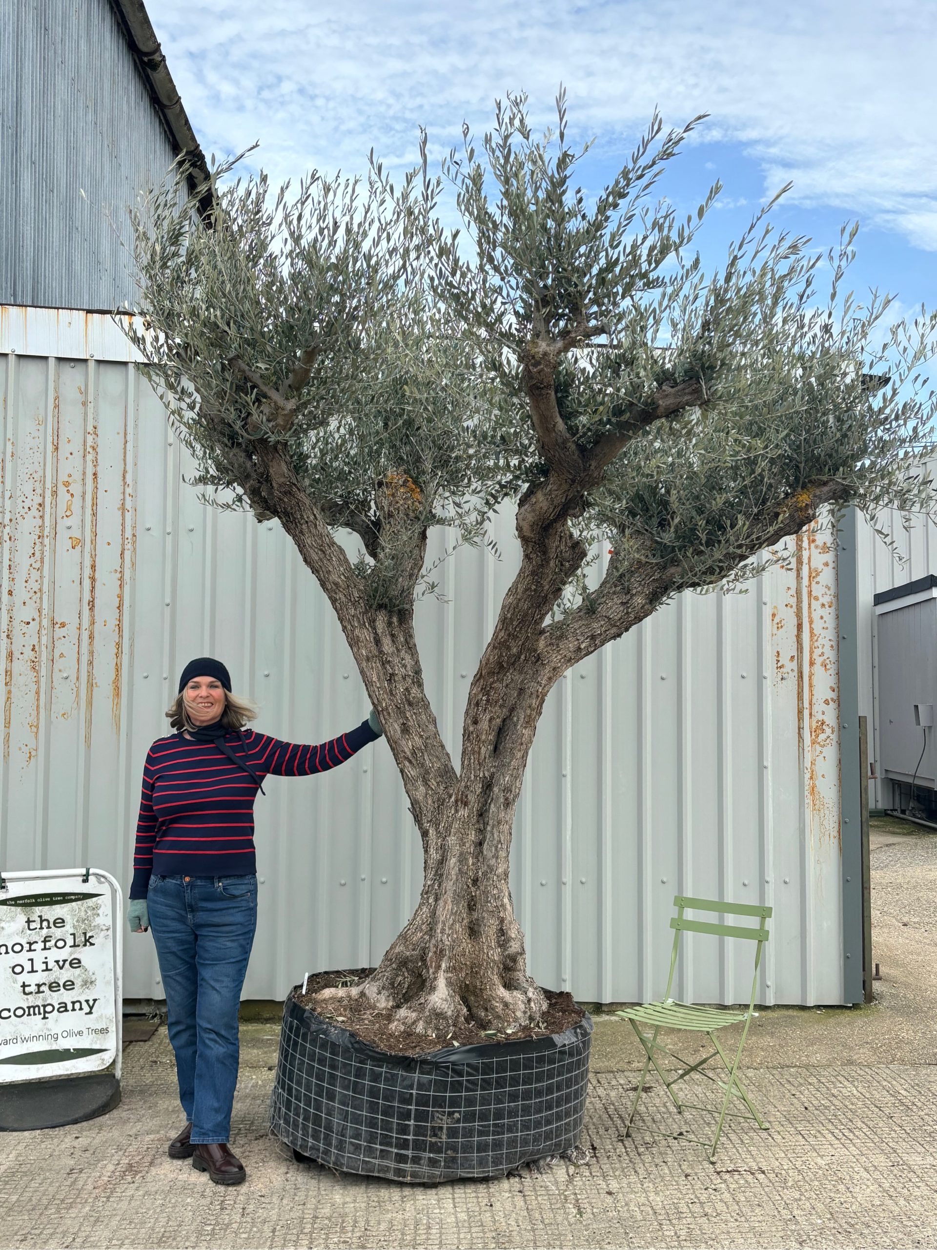 Ancient Olive trees - The Norfolk Olive Tree Company