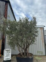 IMG_0851 Natural Form Olive Tree
