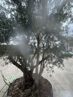 IMG_0854