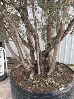 IMG_0856