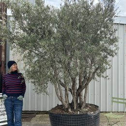 Natural Form Olive Tree for Sale UK – Rustic Wild-Style Olea Europaea