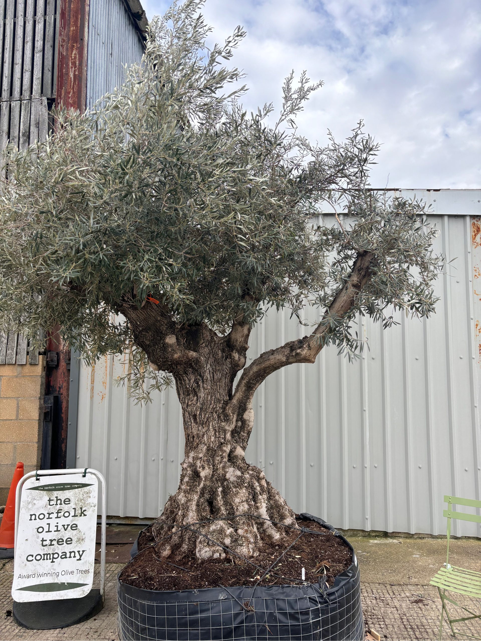 Gnarled Ancient Olive Tree for Sale in the UK (200+ Years Old) - The ...