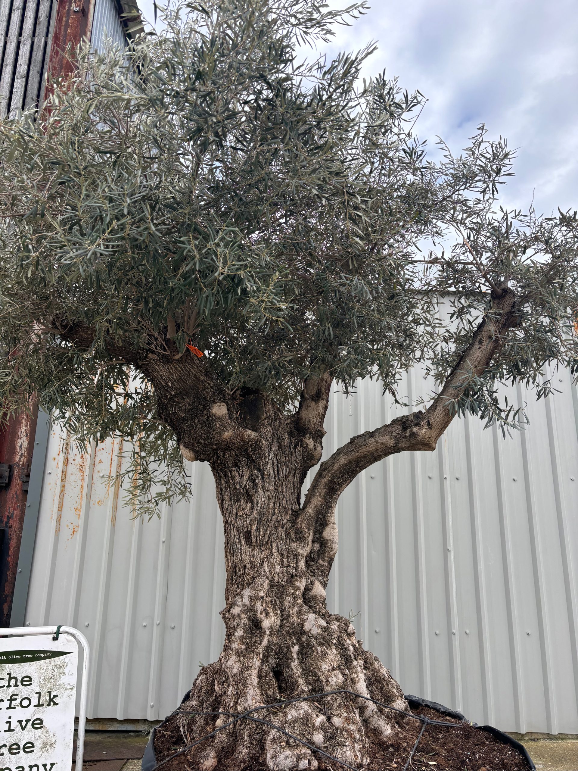 Gnarled Ancient Olive Tree for Sale in the UK (200+ Years Old) - The ...