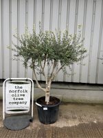 IMG_0872 Multi-Stem olive tree