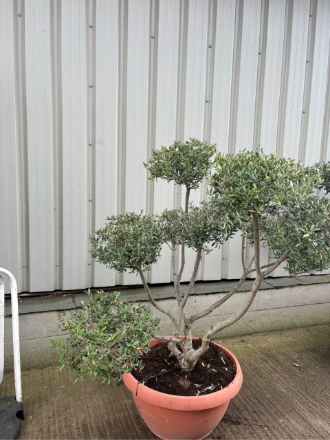 Pom Pom Olive Tree