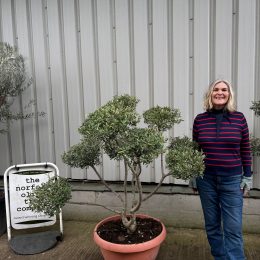 Pom Pom Olive Tree