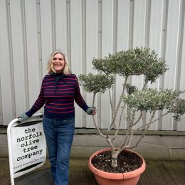 Pom Pom Olive Tree