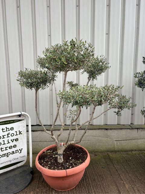 Pom Pom Olive Tree