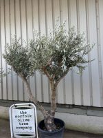 IMG_0895 Olive Tree for Sale
