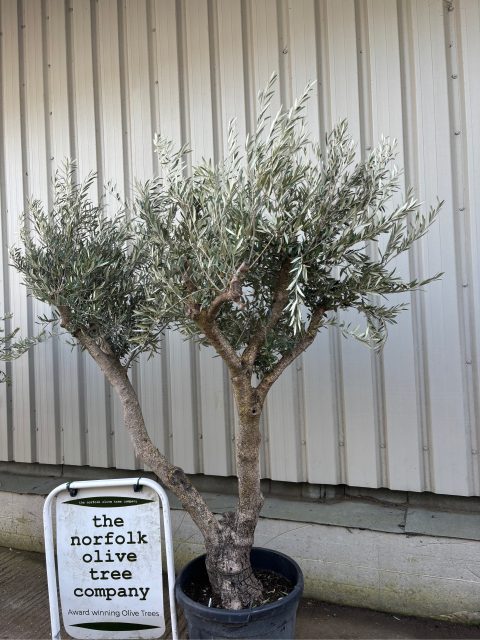 Olive Tree for Sale