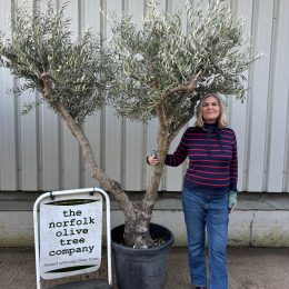 Olive Tree for Sale