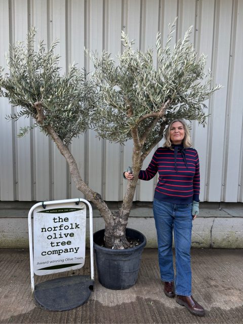 IMG_0896 Olive Tree for Sale
