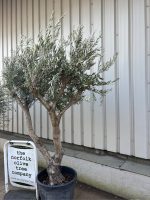 IMG_0897 Olive Tree for Sale