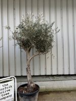Olive Tree for Sale