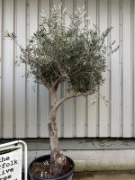 Large vs Mature Olive Trees