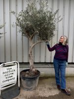Olive Tree for Sale