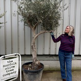 Olive Tree for Sale