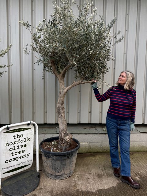 Olive Tree for Sale