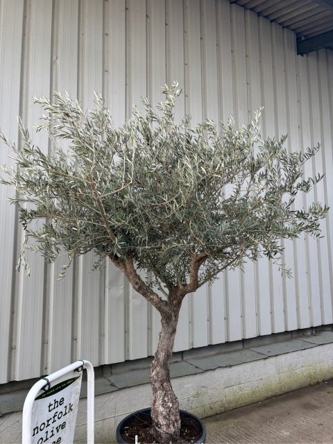 Olive Tree for Sale