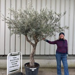 Large vs Mature Olive Trees