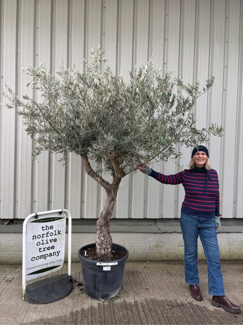 IMG_0914 Large vs Mature Olive Trees