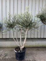 IMG_0915 Multi-Stem olive tree