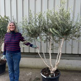 Multi-Stem Terrace & Courtyard Olive Tree | Patio & Rooftop Olive Tree UK |delivery included