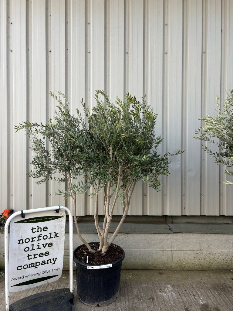 Multi-Stem olive tree