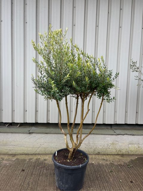 Multi-Stem olive tree