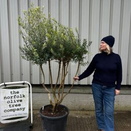 Multi-Stem olive tree