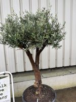 IMG_0927 Branched Olive Tree