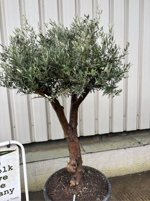 Branched Olive Tree