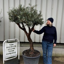 Self-Fertile Olive tree UK