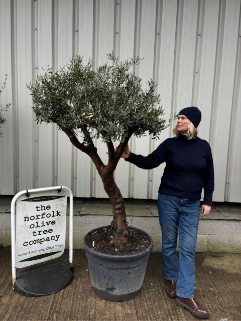 IMG_0930 Self-Fertile Olive tree UK